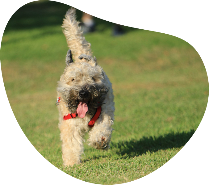 Carte Interactive Caniparc